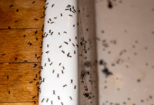 Flea Control Services in North New Hyde Park, NY
