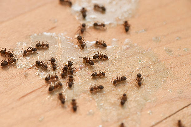 Best Pest Control Near Me  in North New Hyde Park, NY