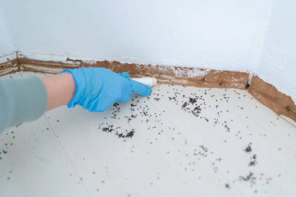 Wasp Removal Services in North New Hyde Park, NY